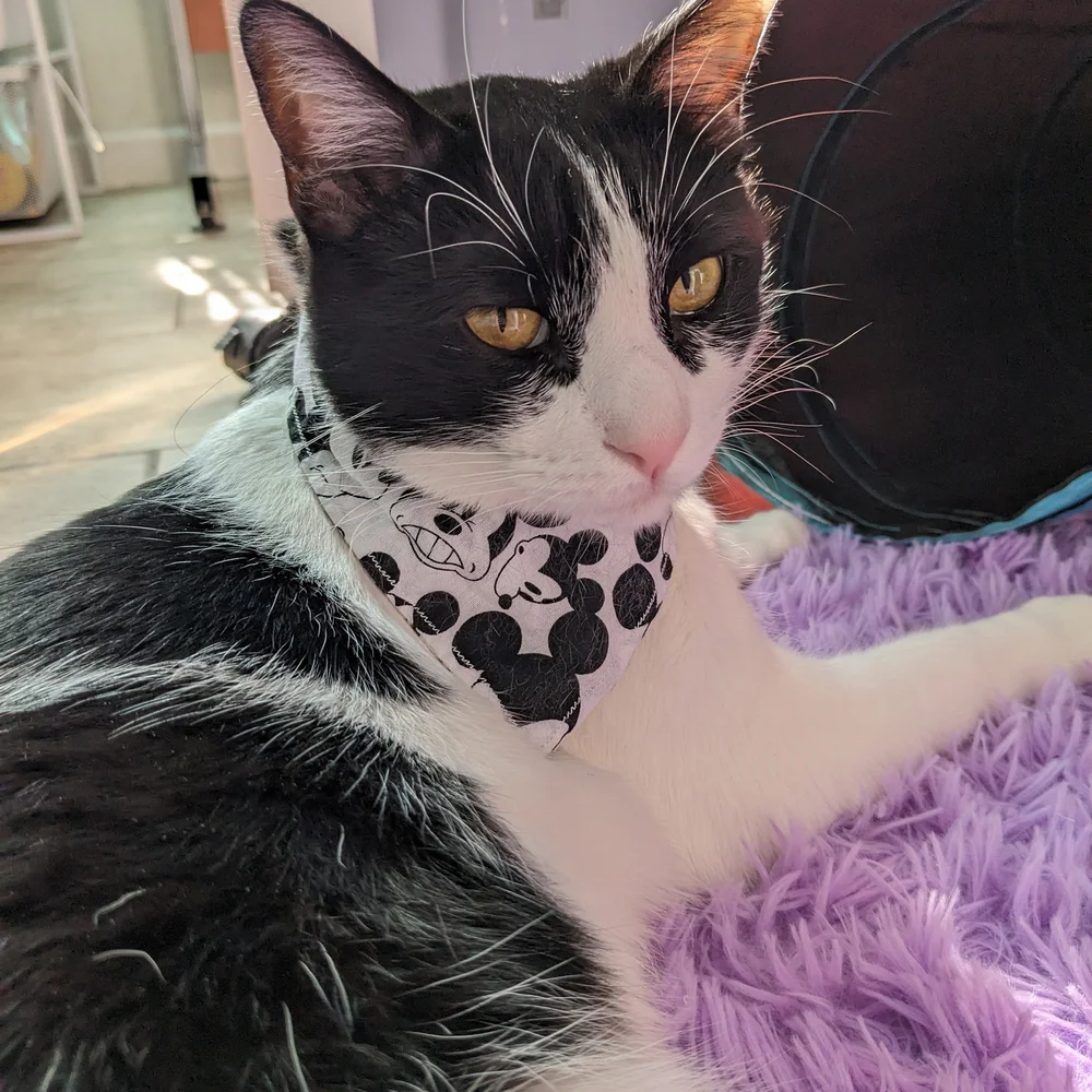 Daisy Print Black Bandana Bib for Kids